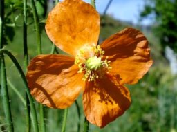 Papaver aculeatum