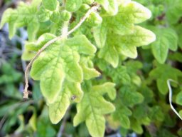 Coleus venteri leaves