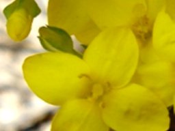 Sebaea aurea sepals visible