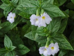 Thunbergia natalensis flowers