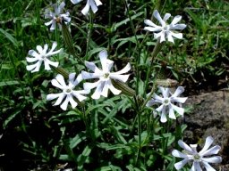 Silene bellidioides