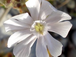 Silene crassifolia subsp. crassifolia flower