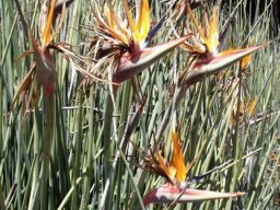 Strelitzia juncea