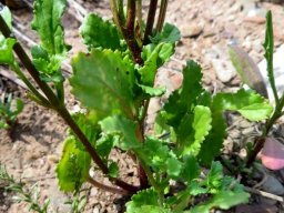 Sutera foetida leaves