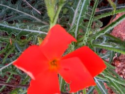 Tricliceras laceratum flower