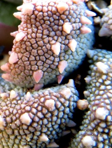 Aloinopsis luckhoffii leaf surfaces