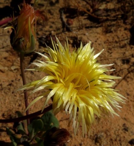 Apatesia helianthoides long-stalked flowers