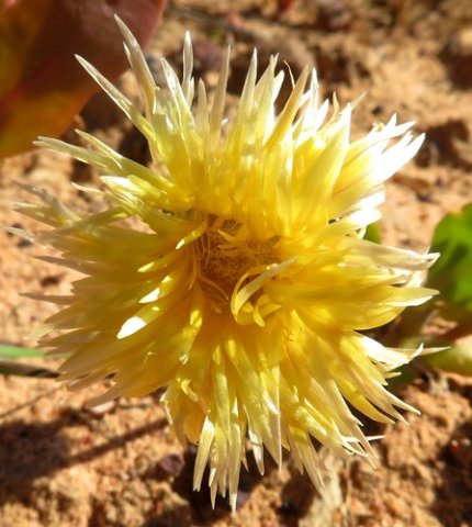 Apatesia helianthoides flower in the face