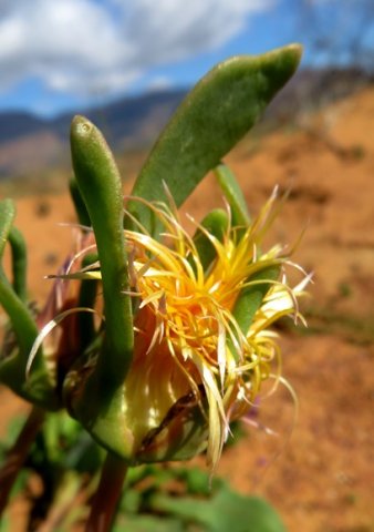 Apatesia helianthoides domineering sepals