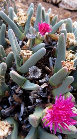 Argyroderma fissum