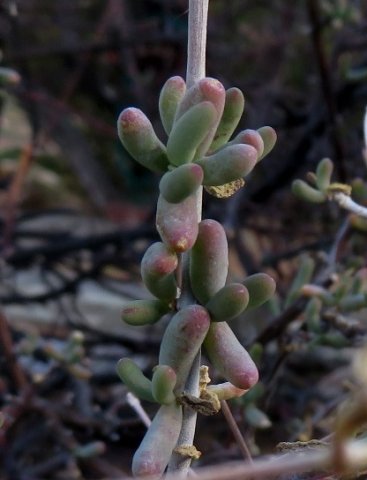 Aridaria noctiflora