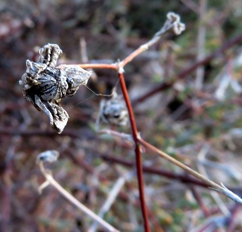 Aridaria noctiflora dry fruit capsule
