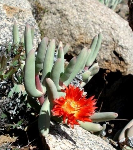 Astridia longifolia flower
