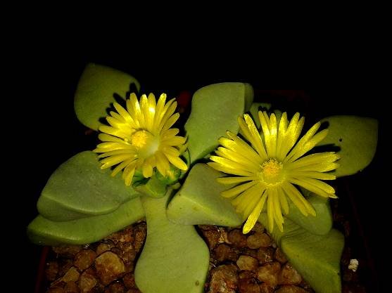 Bijlia dilatata flowers