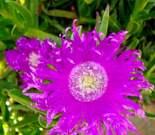 Carpobrotus deliciosus flower