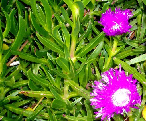 Carpobrotus deliciosus
