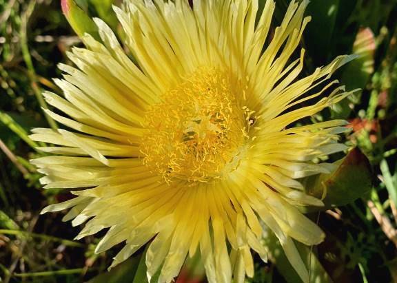 Carpobrotus edulis subsp. edulis flower