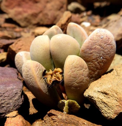Cerochlamys pachyphylla open capsule