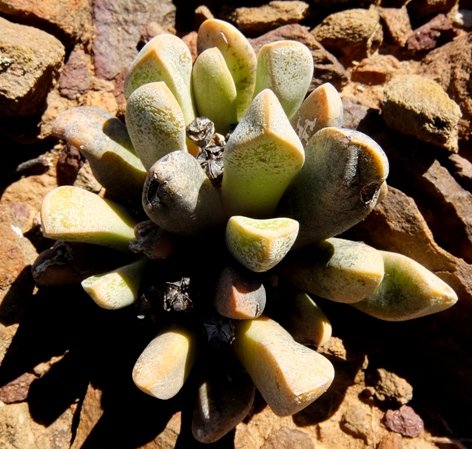 Cerochlamys pachyphylla old leaves