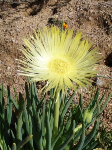 Conicosia elongata