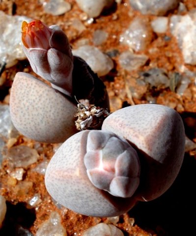 Dinteranthus microspermus subsp. puberulus