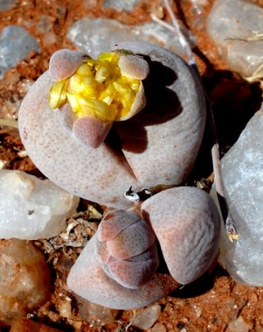 Dinteranthus microspermus subsp. puberulus bud opening