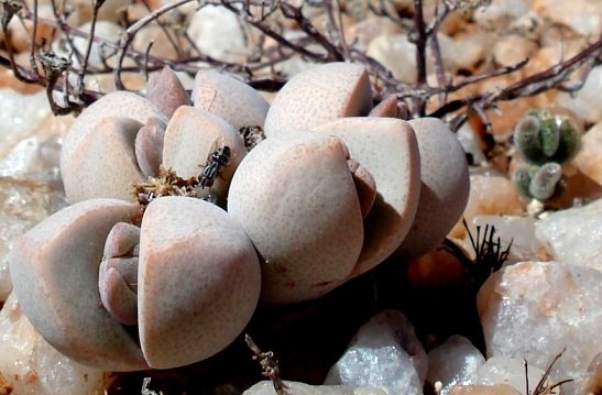 Dinteranthus microspermus subsp. puberulus