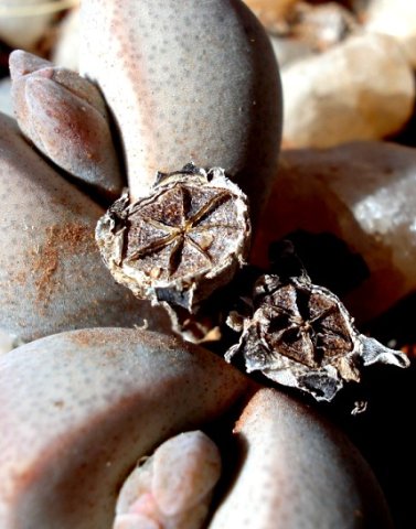 Dinteranthus microspermus subsp. puberulus with dry capsules