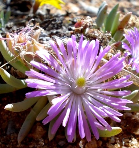 Ebracteola fulleri flower