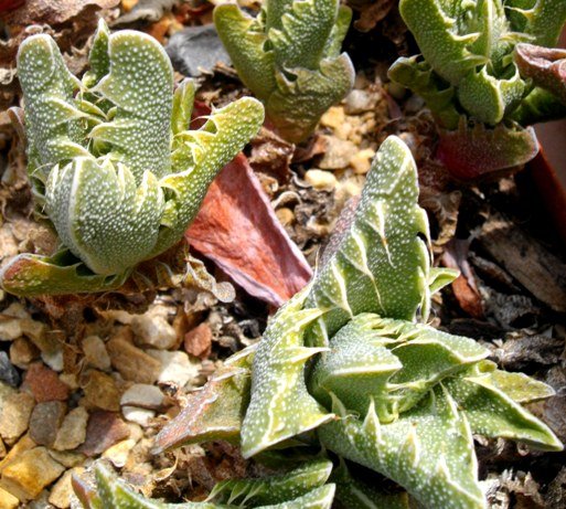 Faucaria felina var. felina