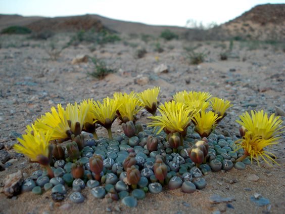 Fenestraria rhopalophylla subsp. aurantiaca