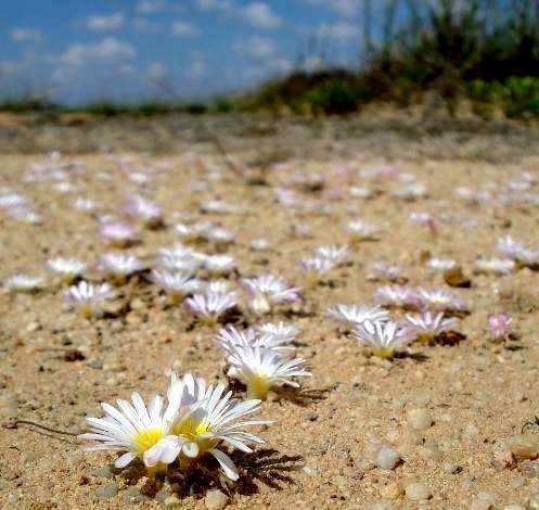 Frithia humilis