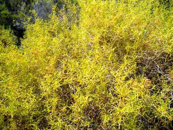 Galenia africana var. africana