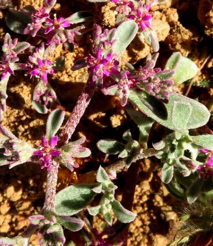 Galenia sarcophylla
