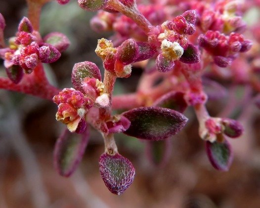 Galenia sarcophylla fruiting