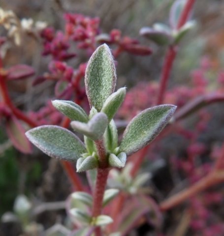 Galenia sarcophylla leaves