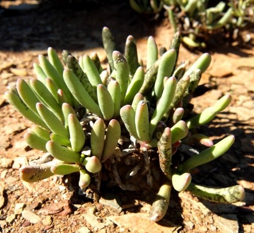 Hereroa aspera