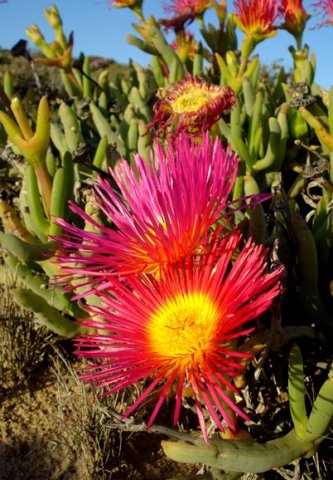 Jordaaniella spongiosa flowering stages