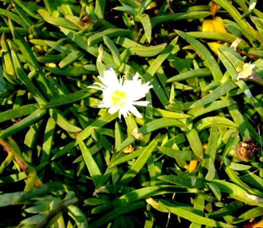 Khadia beswickii
