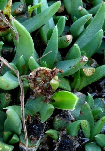 Khadia carolinensis fruit