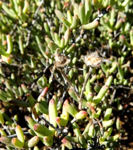 Leipoldtia schultzei flat grey capsules