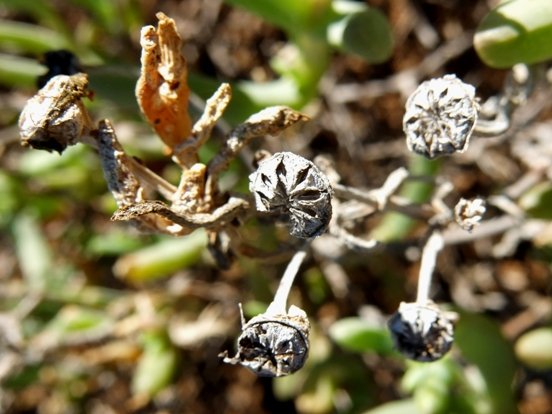 Malephora lutea capsules