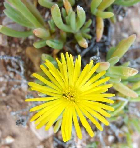 Malephora lutea flower inspectors