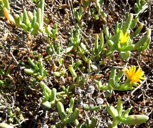 Malephora lutea leaves
