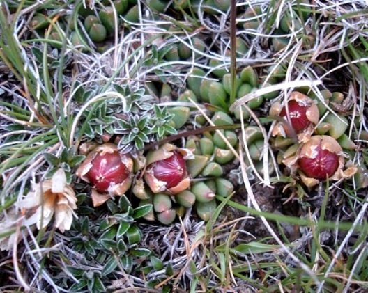Delosperma frantiskae-niederlovae