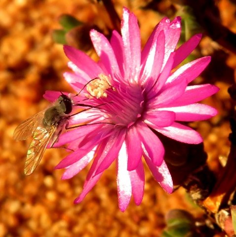 Beauty and the fly