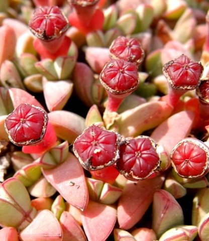 A mesemb bearing capsules