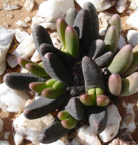 Antegibbaeum fissoides