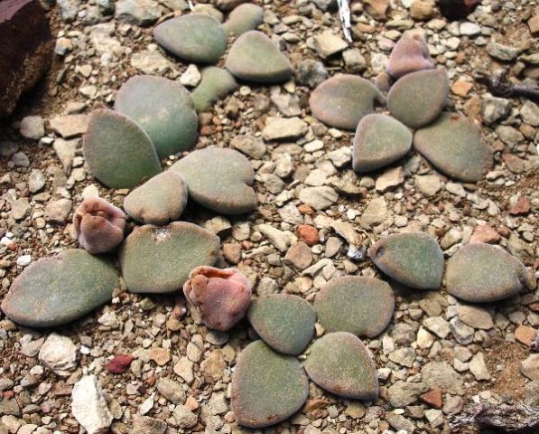 Aloinopsis hilmarii