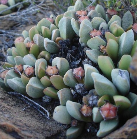 Cerochlamys pachyphylla